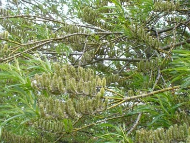 una specie di salice:  Salix sp.
